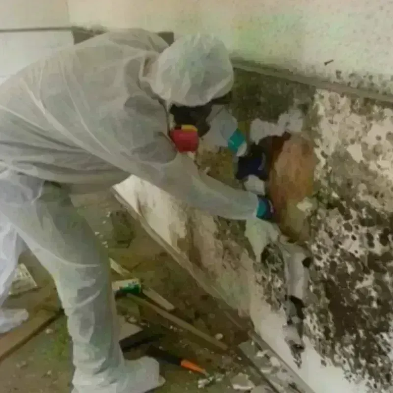 Mold Remediation and Removal in Luckey, OH